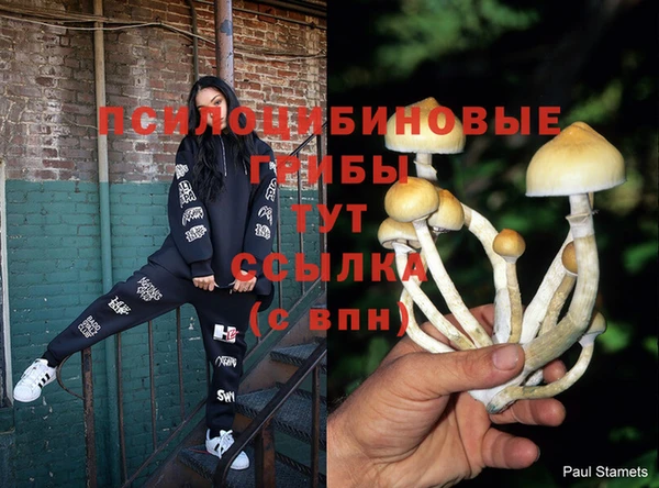 стаф Пересвет