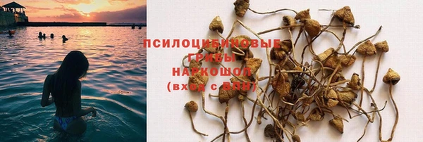 стаф Пересвет